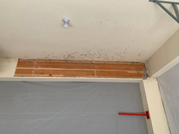 Best Water Damage & Mold Remediation  in Hallstead, PA