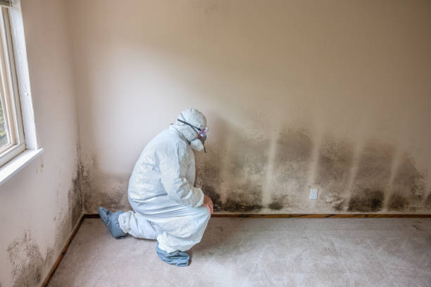 Best Black Mold Removal  in Hallstead, PA