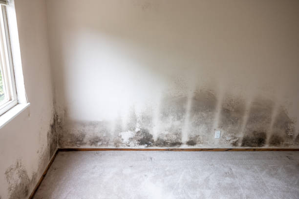 Best Commercial Mold Inspection  in Hallstead, PA