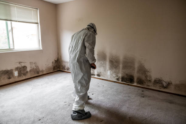 Best Forensic Mold Investigation  in Hallstead, PA