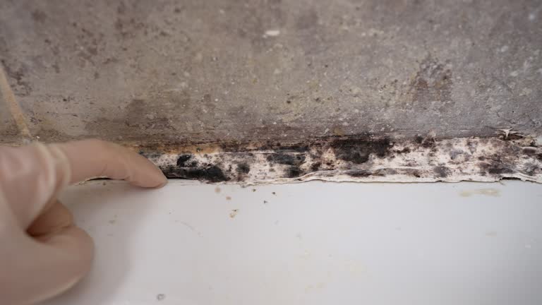 Environmental Consulting for Mold Prevention in Hallstead, PA